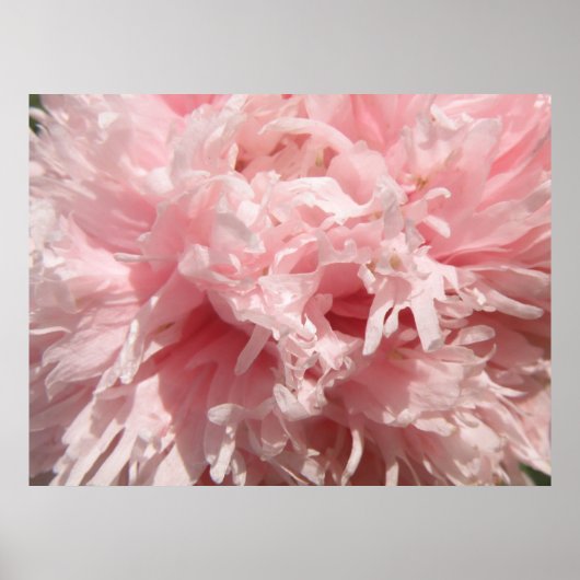 Poster Papier Pretty Pale Rose (Devant)