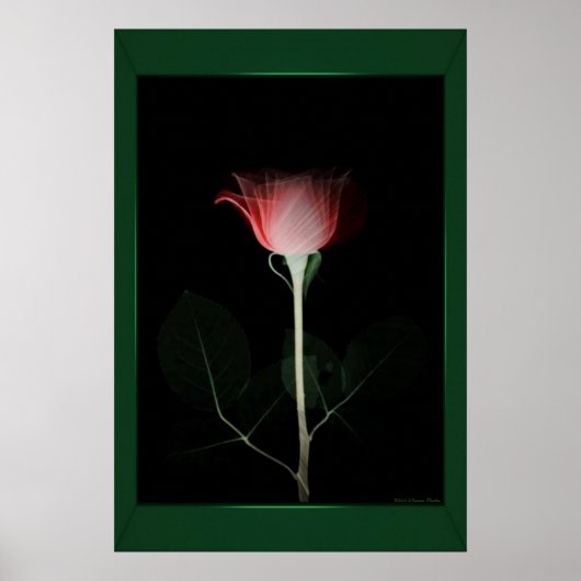 Poster Papier rose rouge (Devant)
