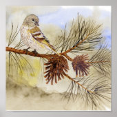 Poster Papier Siskin (Devant)