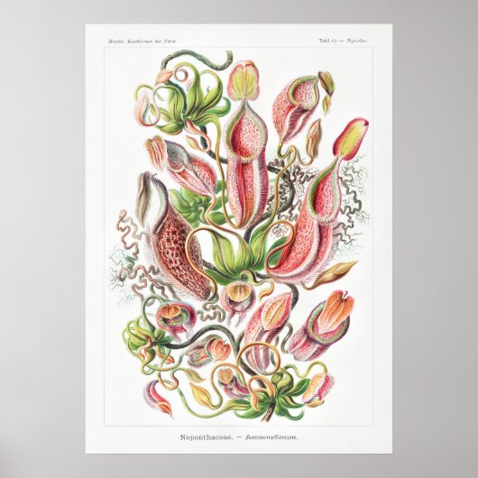 Poster Papiers d'art Nepenthes (Devant)