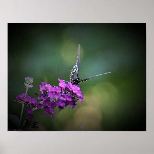 Poster Papillon, (Devant)