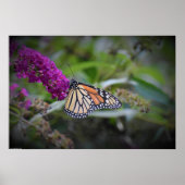 Poster Papillon, (Devant)