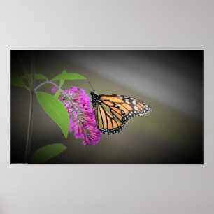 Poster Papillon,