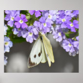 Poster Papillon (Devant)