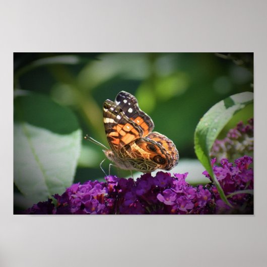 Poster Papillon, (Devant)