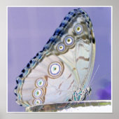 Poster papillon (Devant)