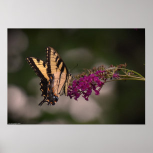 Poster Papillon,