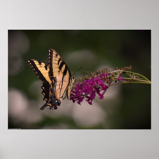 Poster Papillon, (Devant)