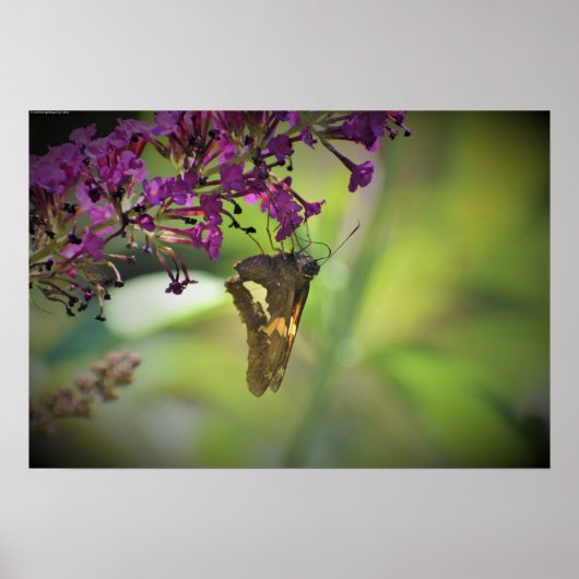 Poster Papillon, (Devant)
