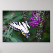 Poster Papillon, (Devant)