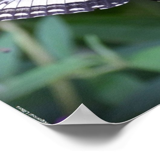 Poster Papillon, (Coin)