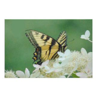 Poster Papillon