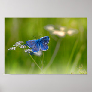 Poster Papillon