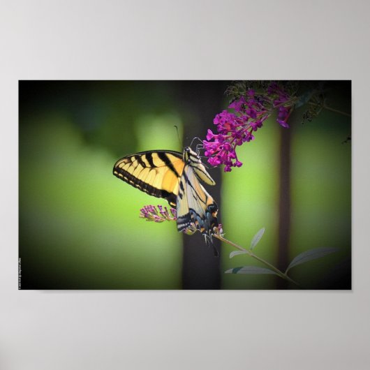 Poster Papillon, (Devant)