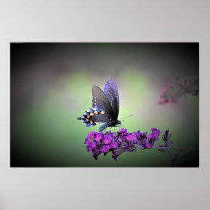 Poster Papillon,