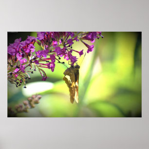 Poster Papillon,