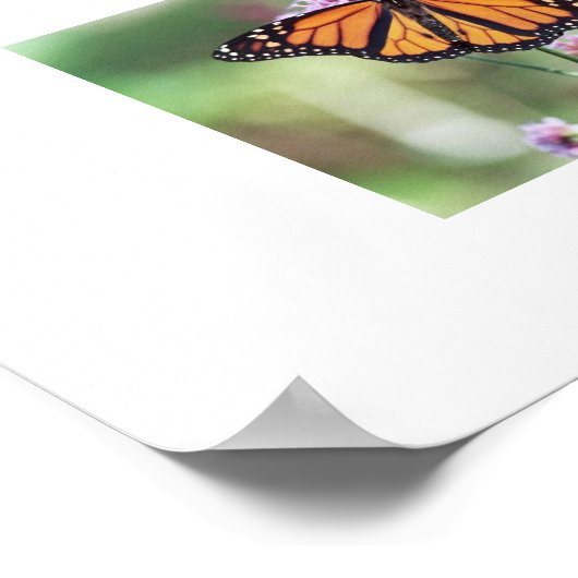 Poster Papillon (Coin)