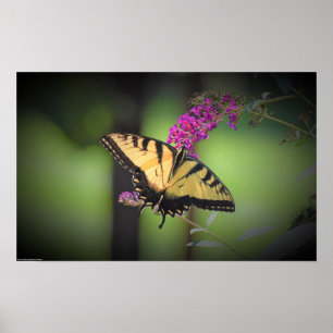 Poster Papillon,