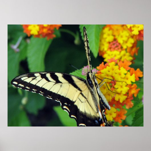 Poster Papillon (Devant)