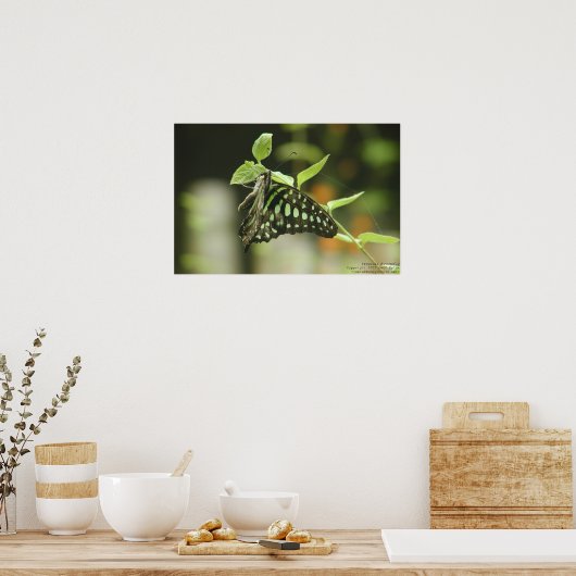 Poster Papillon (Cuisine)