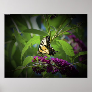 Poster Papillon,