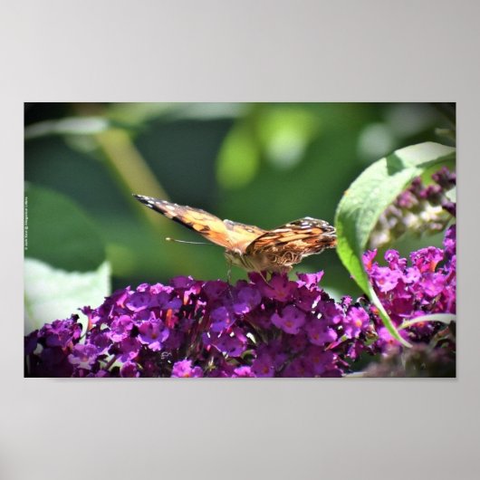 Poster Papillon, (Devant)
