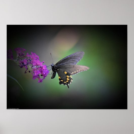 Poster Papillon, (Devant)