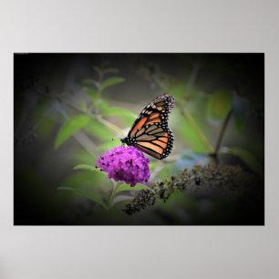 Poster Papillon,