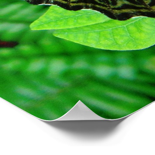 Poster Papillon (Coin)