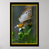 Poster Papillon302 (Devant)