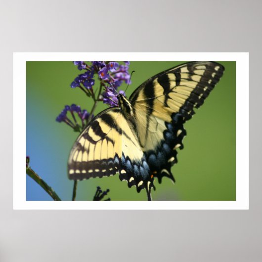Poster Papillon 1 (Devant)