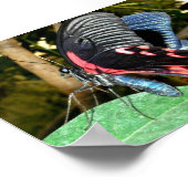 Poster Papillon 1 (Coin)