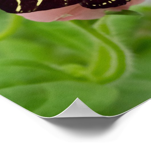 Poster Papillon à aile longue Zebra (Coin)