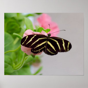 Poster Papillon à aile longue Zebra
