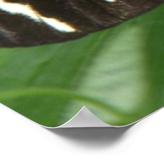 Poster Papillon à aile longue Zebra (Coin)