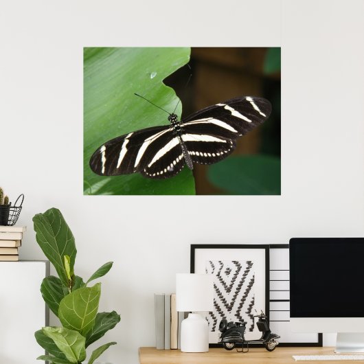 Poster Papillon à aile longue Zebra (Bureau à domicile)