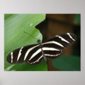 Poster Papillon à aile longue Zebra (Devant)
