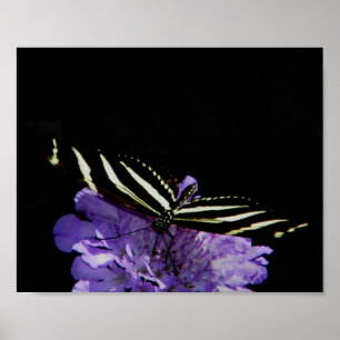 Poster Papillon à aile longue Zebra