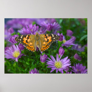Poster Papillon à ailes angulaires sur fleur conique