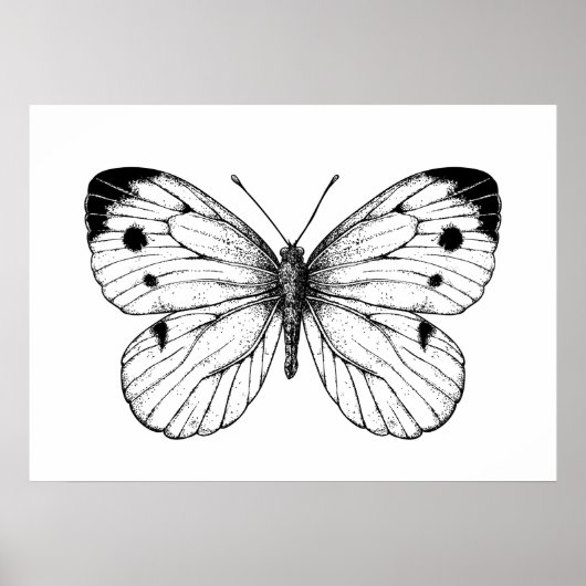 Poster Papillon à chou (Devant)