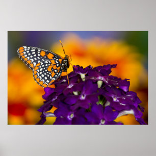 Poster Papillon À damiers