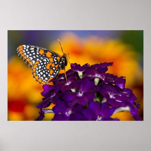 Poster Papillon À damiers (Devant)