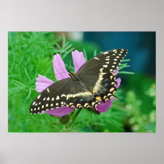 Poster Papillon à fleurs