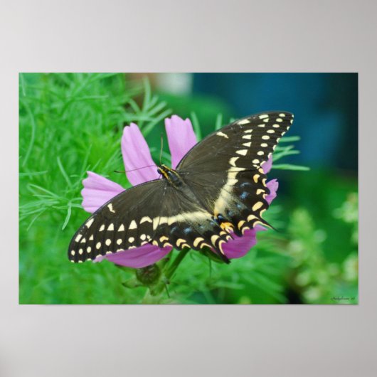 Poster Papillon à fleurs (Devant)