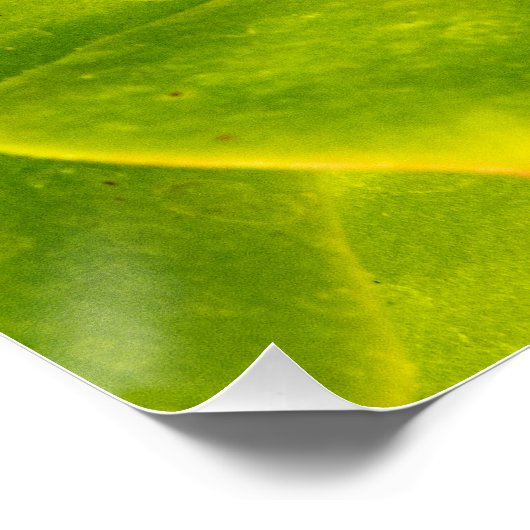 Poster papillon à queue blanche (Coin)