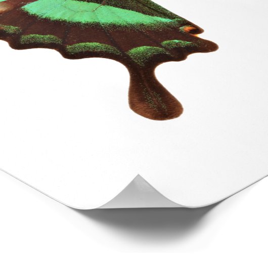 Poster Papillon à queue blanche (Coin)