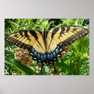 Poster Papillon à queue d'aronde II à Shenandoah
