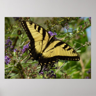 Poster Papillon à queue d'hirondelle sur Buddleia