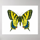 Poster Papillon à queue épaisse de tigre (Devant)