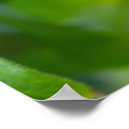 Poster Papillon à queue épaisse de tigre orientale (Coin)